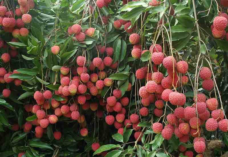 images/1716795186483lychee fruit.jpg